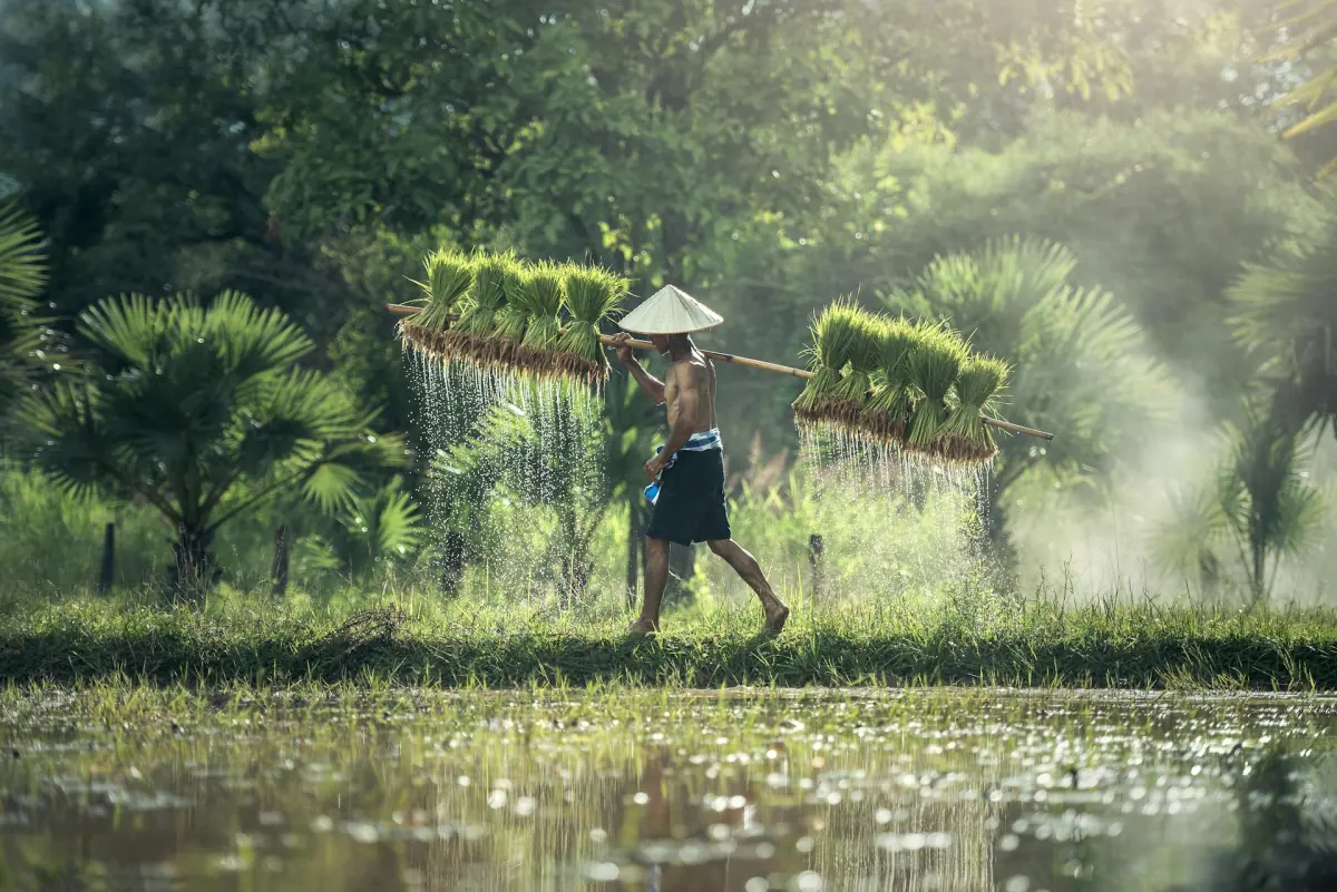 Farmer carrying young rice seedlings through a flooded paddy field