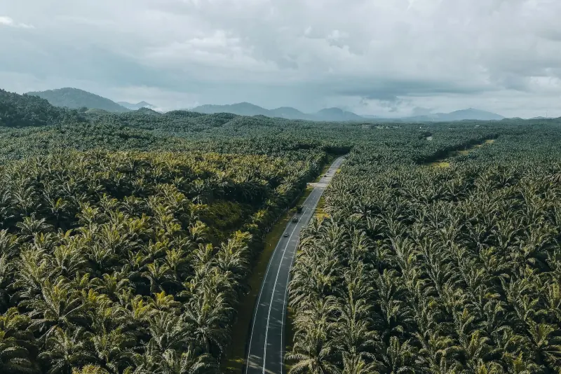 Aerial view of a road cutting through a palm oil plantation in Malaysia