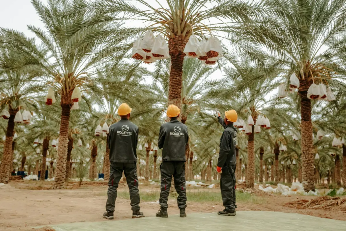 Plantation workers in safety gear tending to palm trees