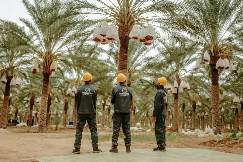 Plantation workers in safety gear tending to palm trees