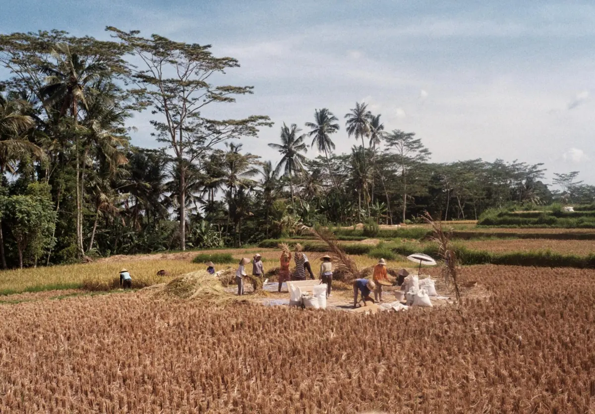 Workers harvesting crops in a field near palm trees