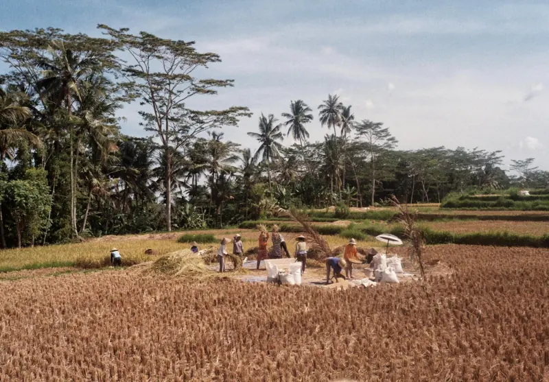 Workers harvesting crops in a field near palm trees