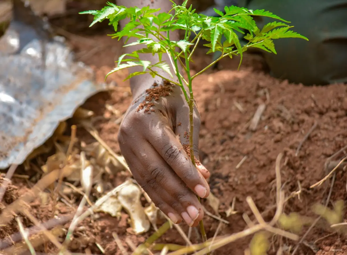 Hand planting a young palm seedling in the soil